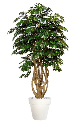 Ficus Exotica Malabar Lux 